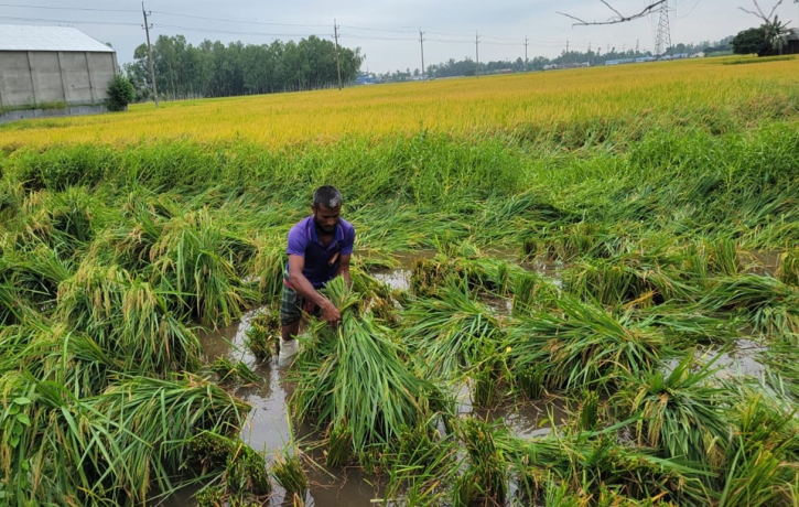 সোনালি স্বপ্ন এখন কৃষকের গলার ফাঁস